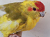 Kakariki cinnamon pied hen