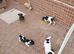 Miniture jack russell pups