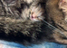 3 lovely kittens for sale