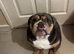 Old english bulldog