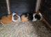 Male guinea pigs
