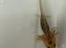 Axolotl