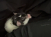 Two male rats with set up