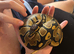 Young bull python