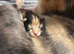 Mix breed Turkish Angora