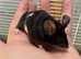 Really friendly black & white male fancy mouse