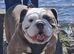 English Bulldog Puppies