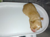 Puppies