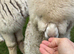 4 pet alpaca boys very friendly halter trained