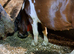 ID x Warmblood