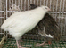 Japanese quails