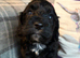 Gorgeous Cockapoo Puppies