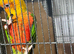 Jenday Conure