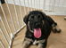 German Shepherd Dog Puppy