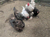 Brahma L/F chickens