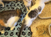 Kittens - mixed litter