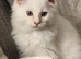 Maine coon x ragdoll
