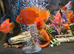 Various blood parrot cichlids