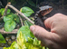 LTC red eye crocodile skinks with setup