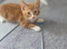 Female kitten for sale