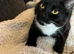 Tuxedo cat