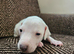 KC Registered Cream Italian Greyhound Puppies