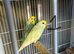 Budgies 3 breeding pairs for sale