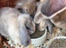 Mini lion lop