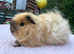 Swiss boar