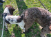 English springer spaniel and labdoodle