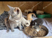 Beautiful female kittens ready now