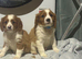 Cavalier King Charles puppy