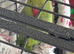 Green Indian ringneck parrot