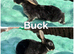 4 stunning buck rex