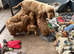 Cockapoo puppies