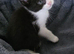7 kitten