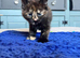 5 beautiful half Maine coon female kittens