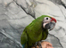 Baby HandReared Super Tame Cuddly Military Macaw Parrot