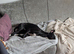 Greyhound Whippet Cross Rehome