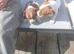 Jack russel puppys