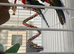 2 rosellas about 1year old