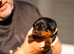 Stunning Rottweiler Pups