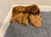 F1 Cavapoo Puppies for sale