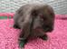 Cute French x Mini Lop Ready to Go. Must Read Please!!!