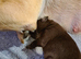 3 beautiful puppies