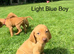 READY NOW - Beautiful KC registered Hungarian vizsla puppies