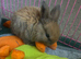 Beautiful Netherland dwarfand mini rex X mini lop babies