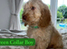 F1 Miniature Cockapoo Puppies - 1 Boy Available Ready To Leave