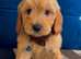 Adorable puppies