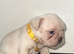 FLUFFY FRENCH BULLDOG PUPPIES